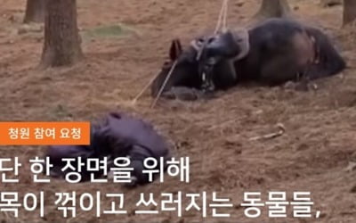 KBS, '태종 이방원' 동물 학대 논란 사과 "말 사망, 깊은 책임감"