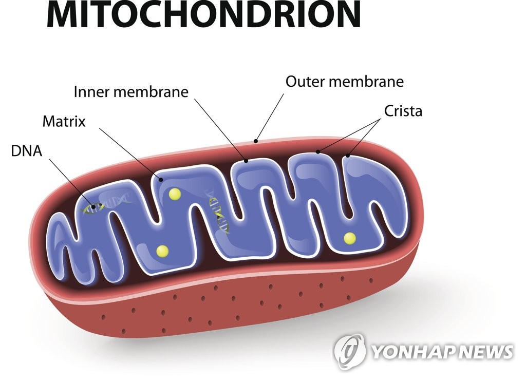 미토콘드리아의 영양분 방어 깨는 병원체의 절묘한 '눈속임'