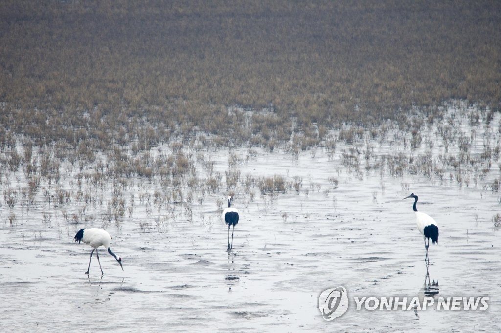 인천시, 해양환경 전담 부서 신설…생태계 보호