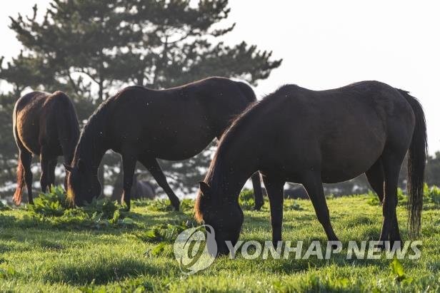 승마장 탈출한 말, 차량 2대와 충돌…"인명피해 없고 말은 경상"