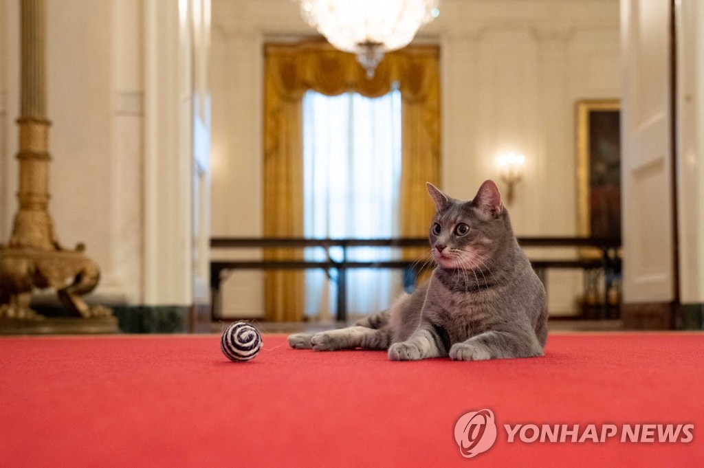 '고양이 집사' 된 바이든…두 살된 퍼스트캣 '윌로' 백악관 입성