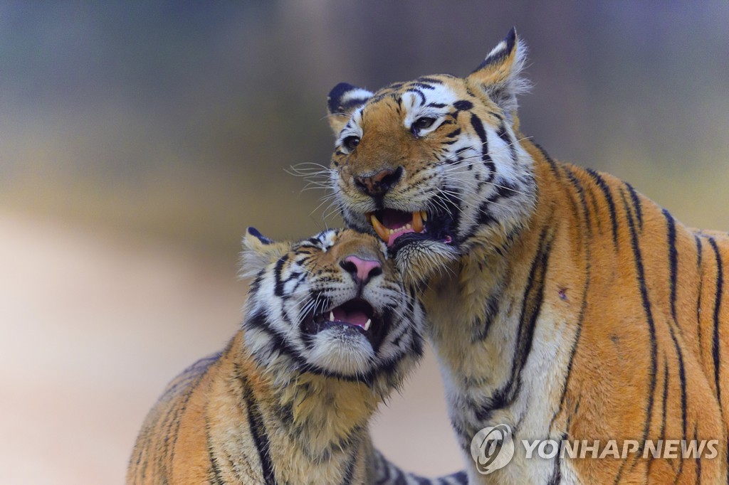 [월드&포토] 29마리 자식 둔 '슈퍼맘' 호랑이 세상 떠