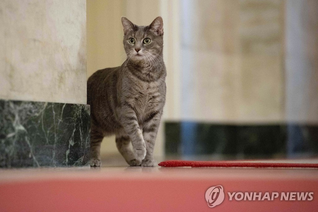 '고양이 집사' 된 바이든…두 살된 퍼스트캣 '윌로' 백악관 입성