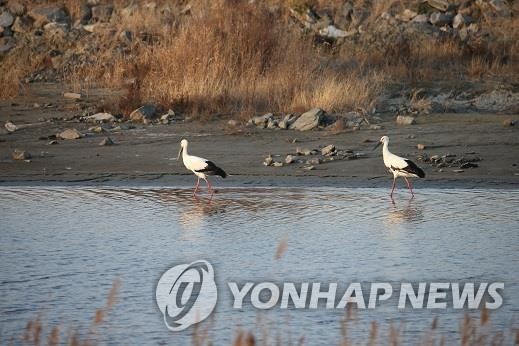 천연기념물 '황새', 익산 만경강 서식 확인