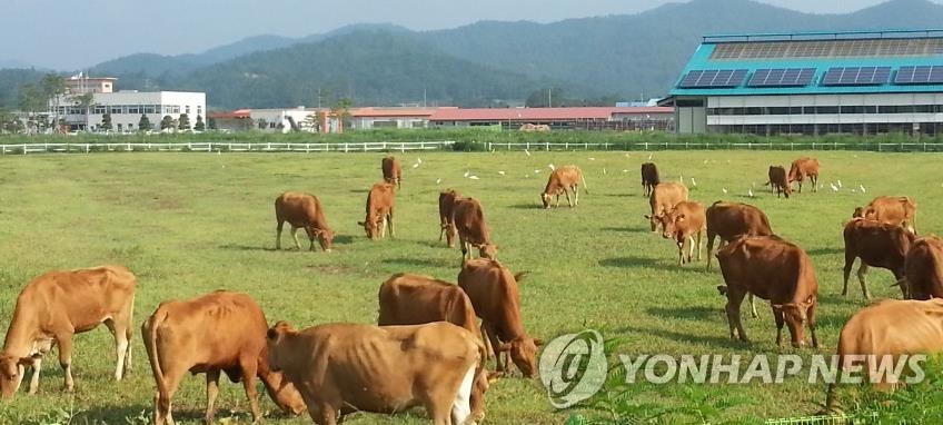 작년 농가소득 4.3% 증가…올해는 축산물가 하락에 감소 전망