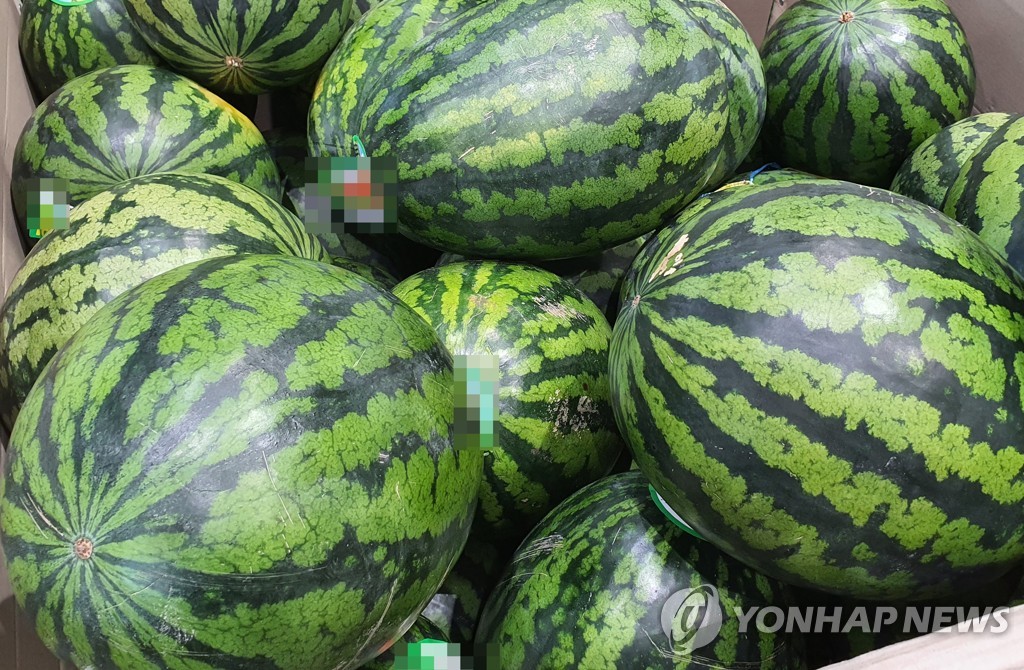 달고 아삭한 식감에 인기 만점 겨울수박…함안군, 본격 출하