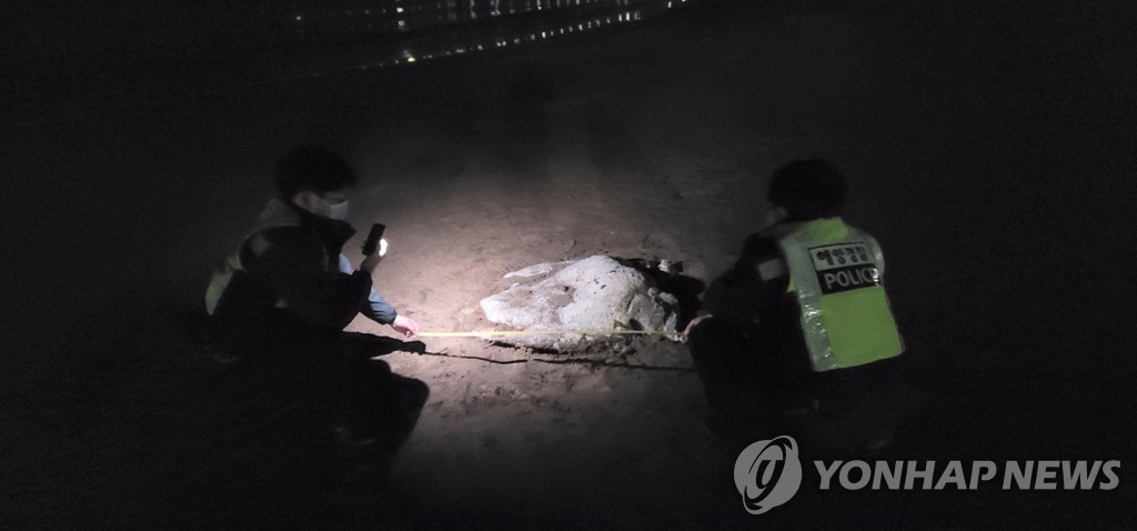 제주서 바다거북·상괭이 죽은 채 발견…"포획 흔적 없어"