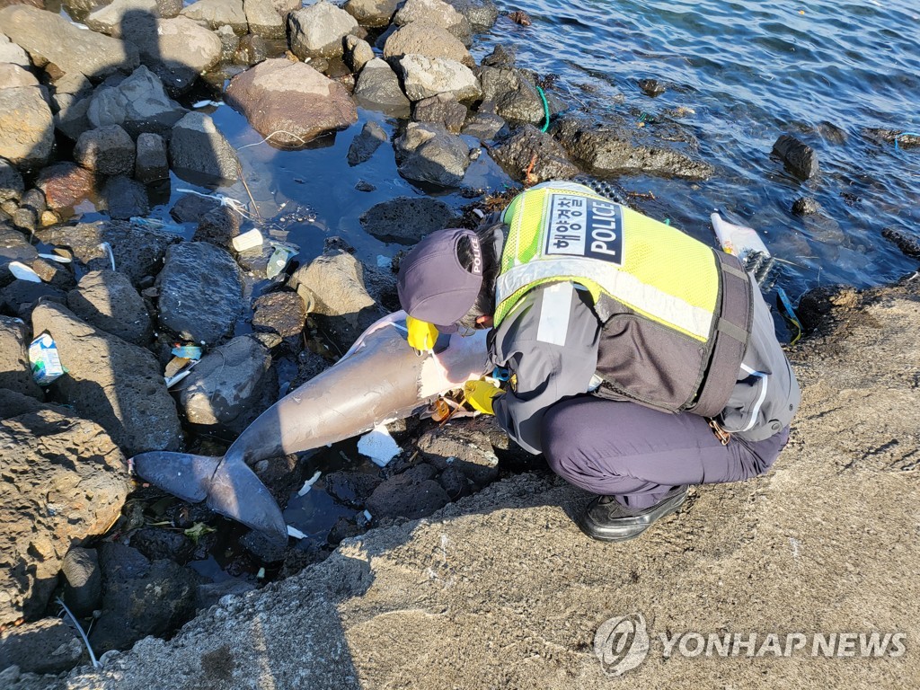 제주서 바다거북·상괭이 죽은 채 발견…"포획 흔적 없어"