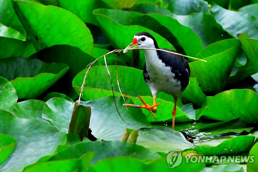 동남아 분포 '흰배뜸부기, 제주 번식 성공' 주제 전시회