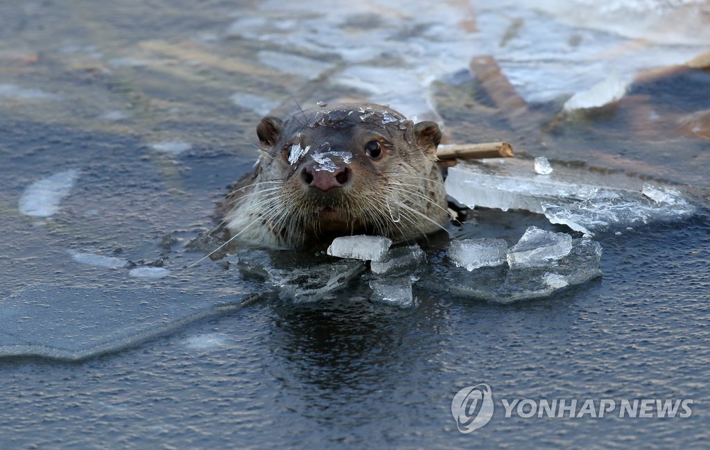 [유형재의 새록새록] "여명에 만난 황금빛 수달, 그러나 끝내…"