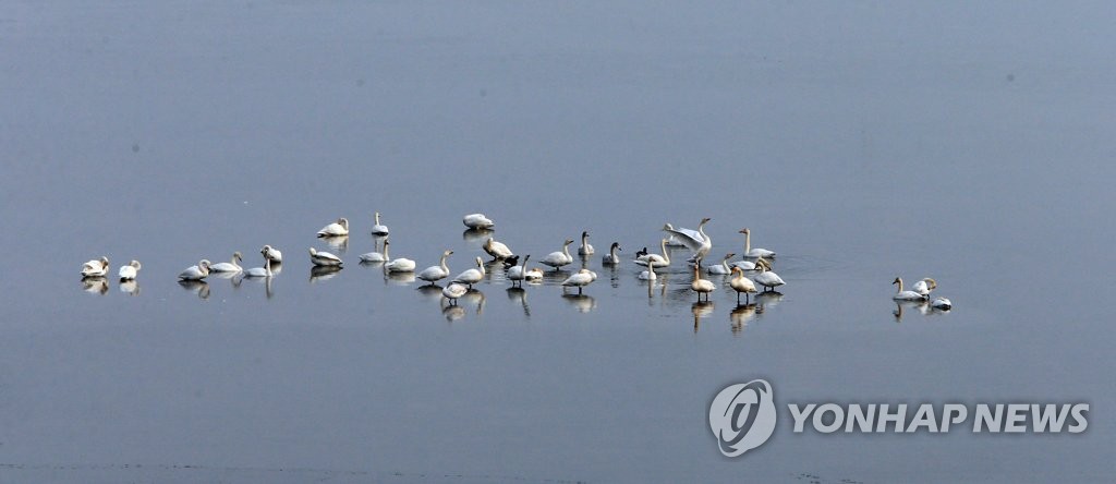 양양 남대천 고니떼 어디로 갔을까…"환경·날씨 영향인지 주시"