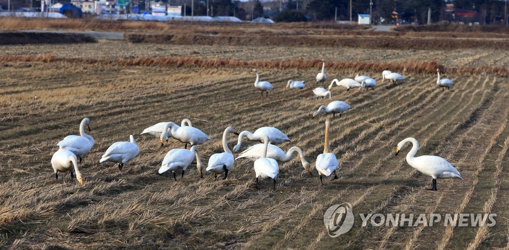 양양 남대천 고니떼 어디로 갔을까…"환경·날씨 영향인지 주시"