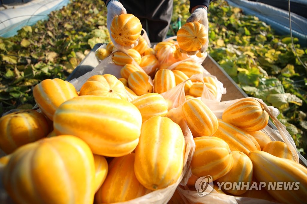 '코리안 멜론' 국산 참외 수출 지속 감소…해외서 인지도 낮아