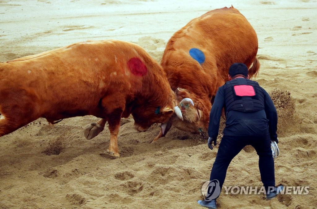 청도소싸움경기장 8일 개장…매주 토·일요일 12경기씩 진행