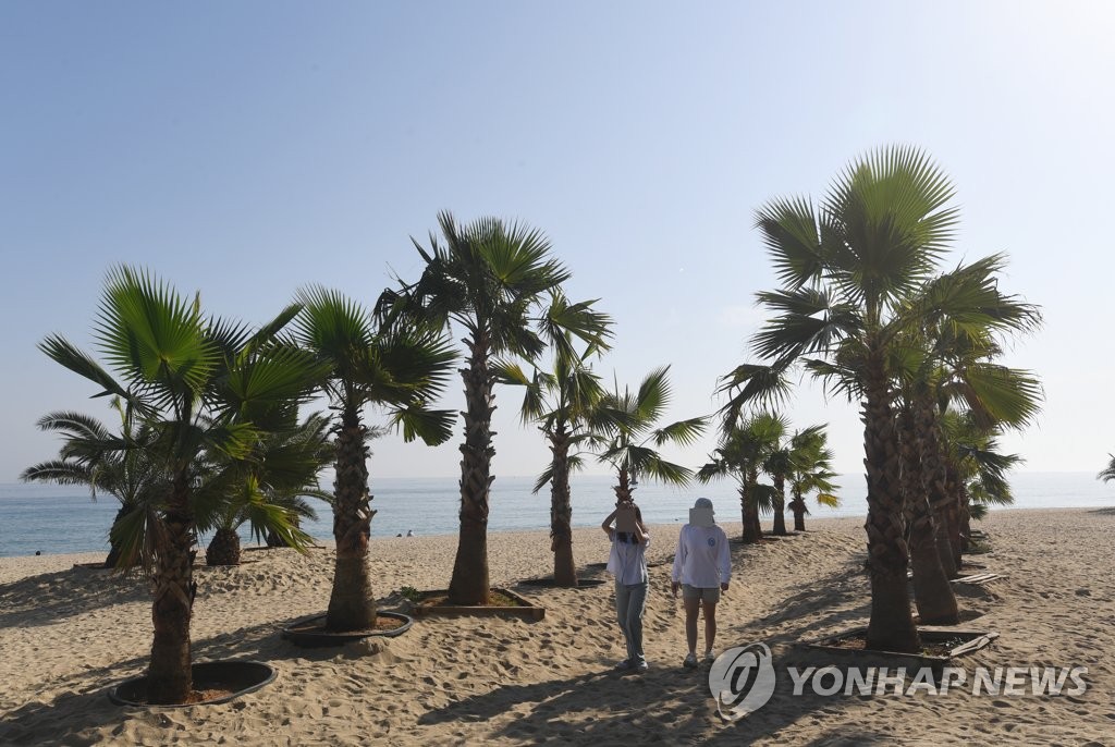 여기가 제주해변?…강릉 경포·안목해변에 야자수 숲 '눈길'