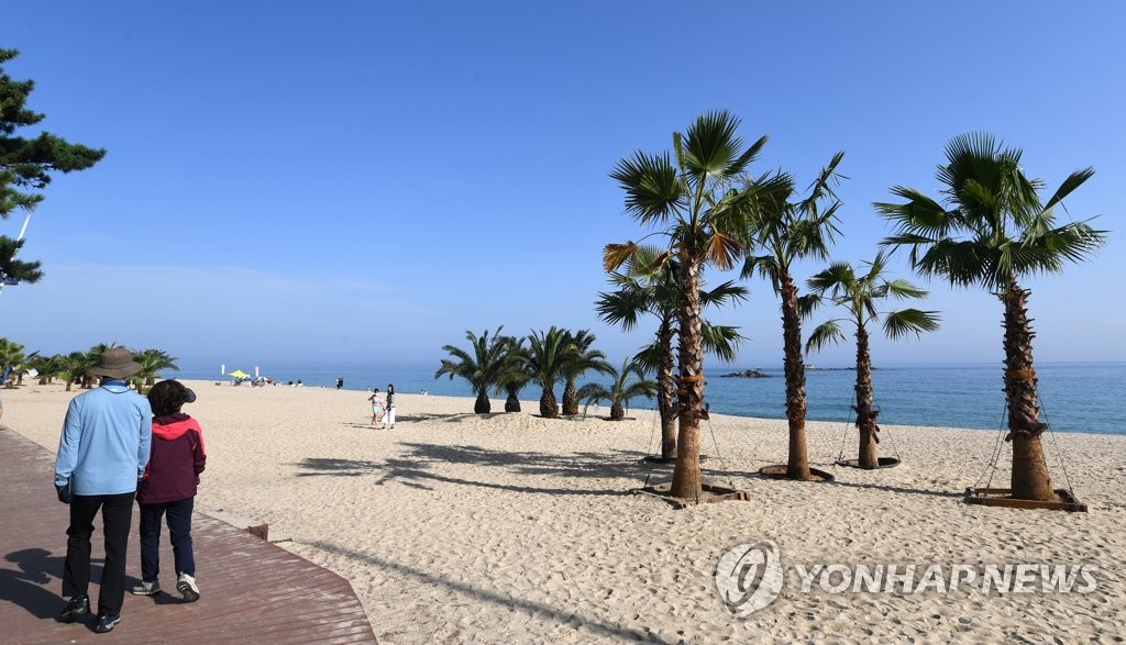 여기가 제주해변?…강릉 경포·안목해변에 야자수 숲 '눈길'