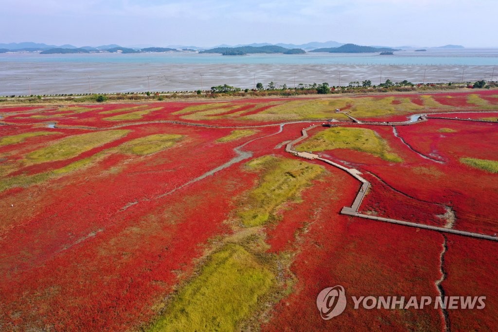 해수부, 전국 672곳 해양생태계 조사…도요물떼새 추적 연구