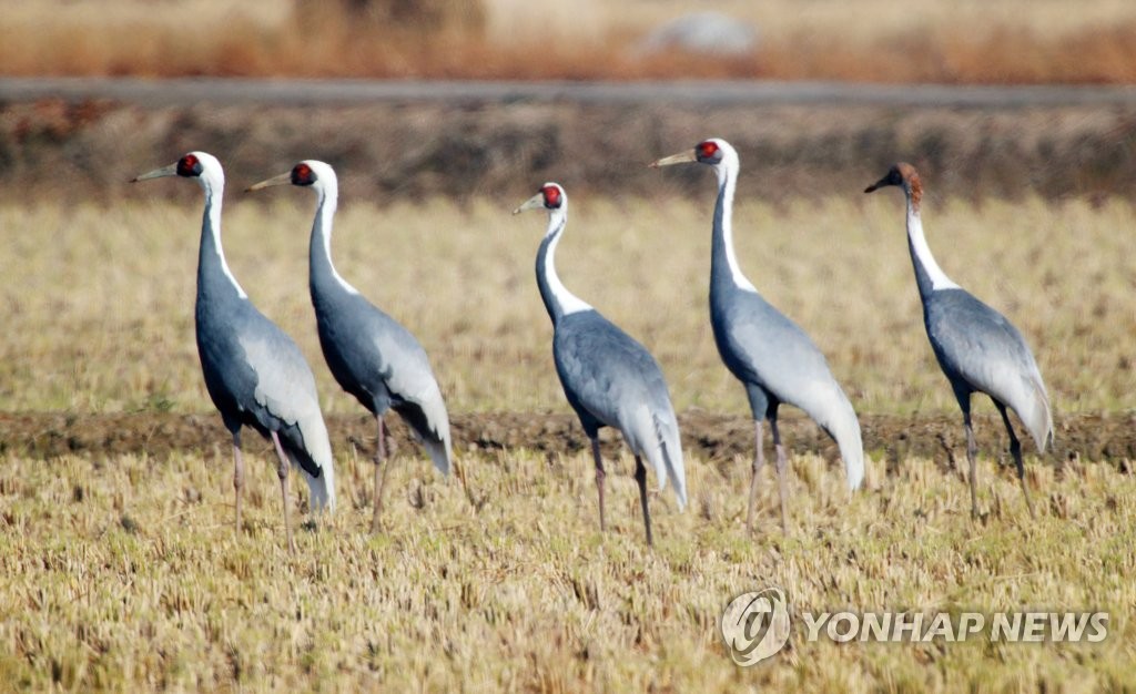 "재두루미야, 볍씨 먹고 푹 쉬렴"…주남저수지에 먹이 살포