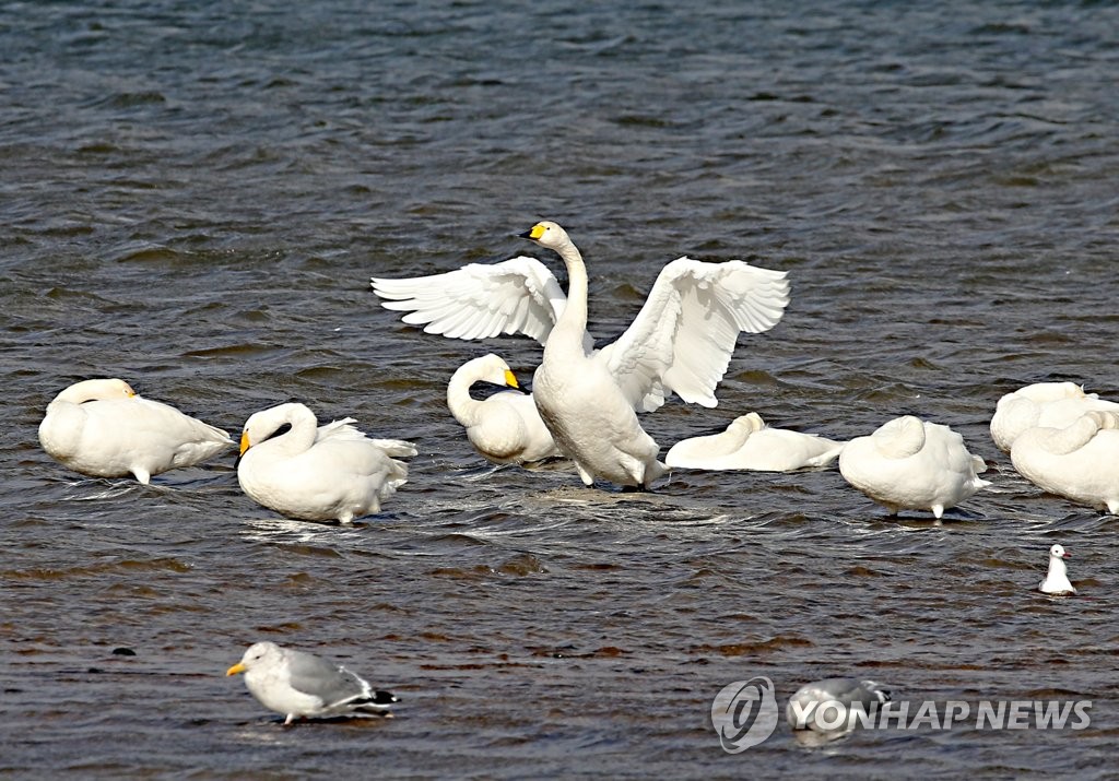 흰꼬리수리·매·큰고니…포항 형산강 찾은 천연기념물