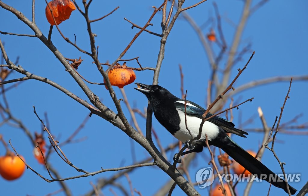 설날엔 반갑지만…까치, 3년간 조류 정전사고 70% 차지