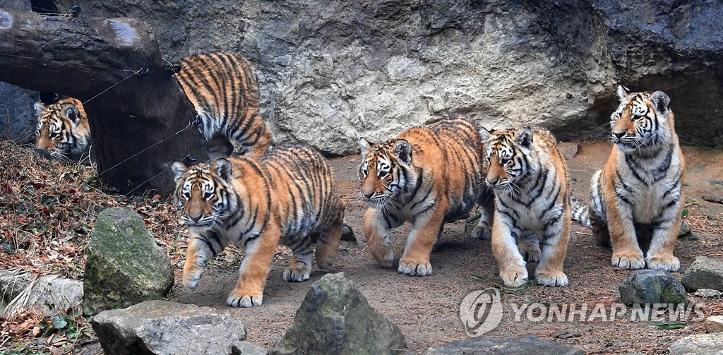 에버랜드, 호랑이해 맞아 '한국호랑이 오둥이' 콘텐츠 선보여