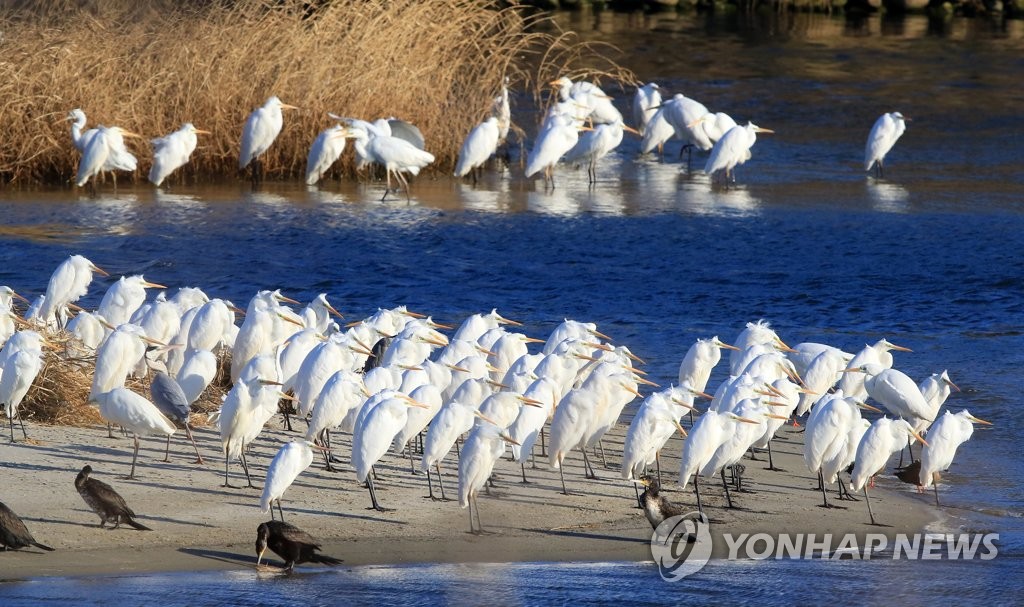 [유형재의 새록새록] "뭉쳐야 산다" 여름 철새 백로의 겨울나기