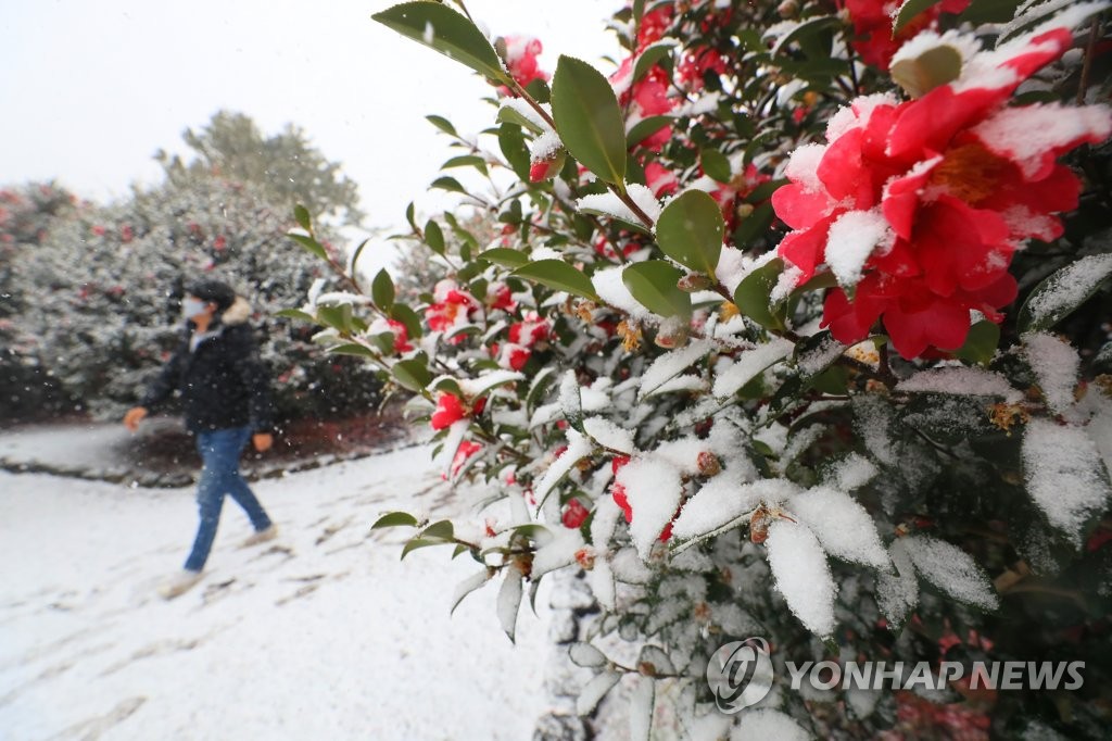 제주 한라산 최고 60㎝ 많은 눈…산간도로 일부 통제