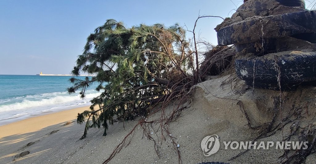 '무너지고 쓰러지고' 강릉 하시동사구 해안침식 심각