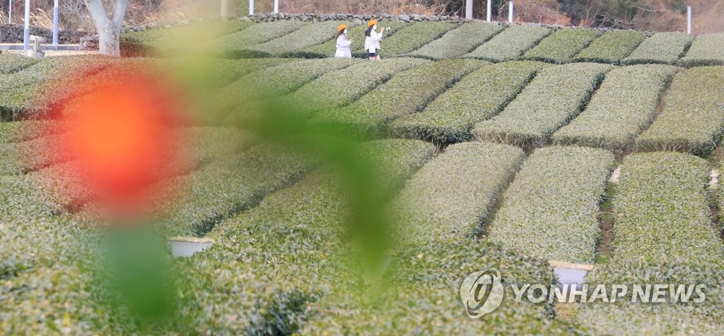 제주 오후부터 차차 흐려져…추위 누그러질 듯