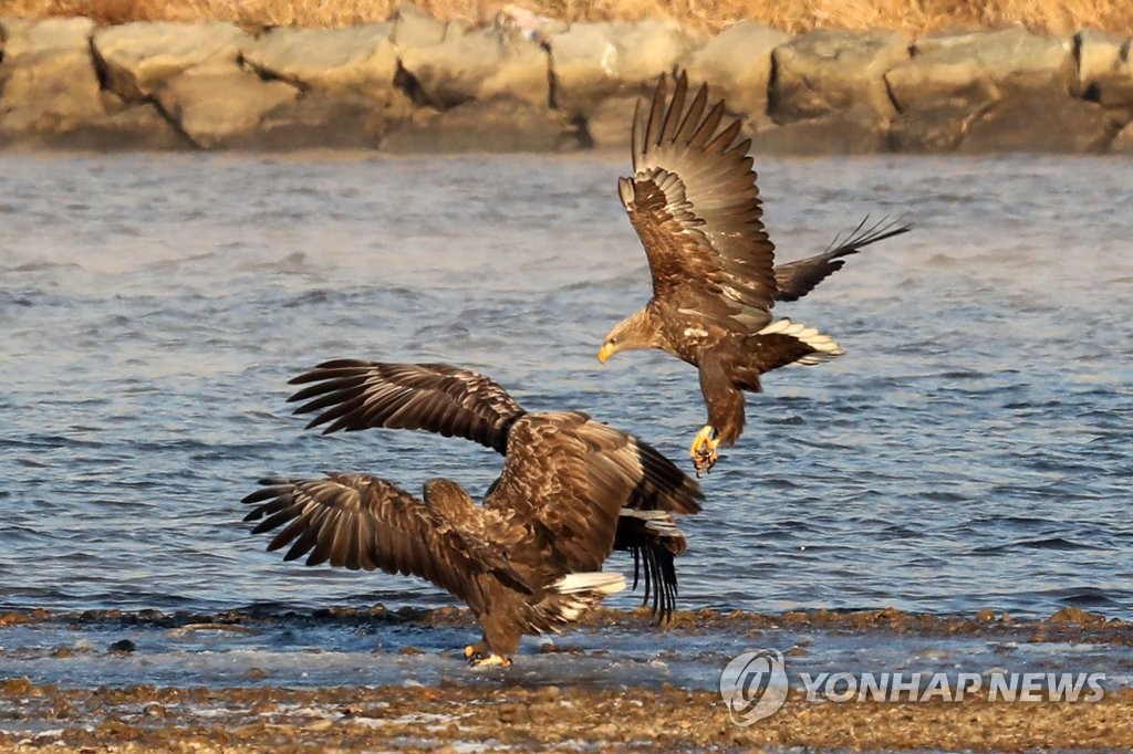 흰꼬리수리·매·큰고니…포항 형산강 찾은 천연기념물