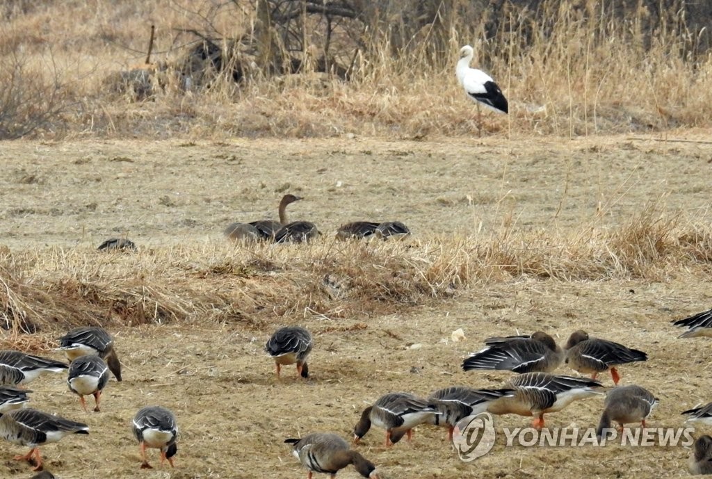 김해 화포천 습지 찾아온 황새…가락지 없어 야생 추정