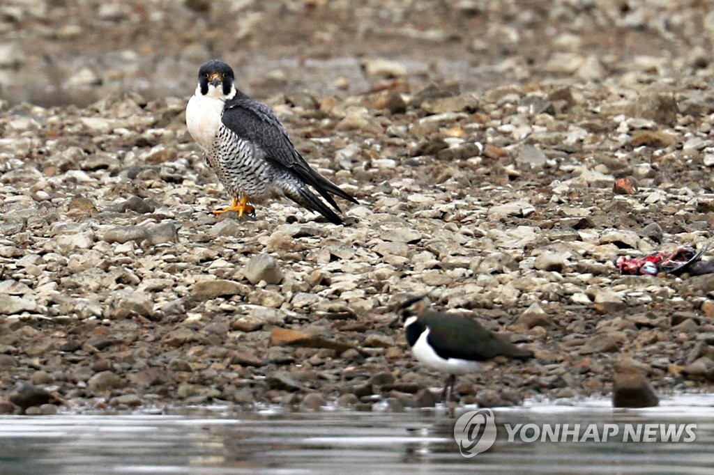 흰꼬리수리·매·큰고니…포항 형산강 찾은 천연기념물