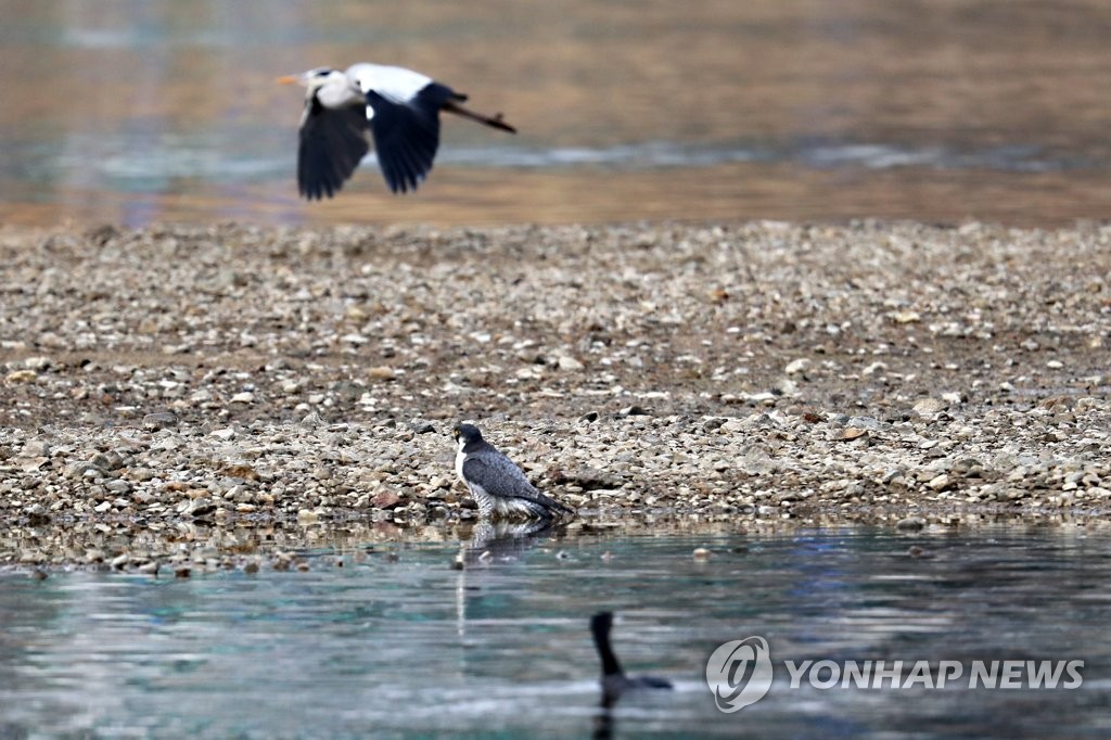 흰꼬리수리·매·큰고니…포항 형산강 찾은 천연기념물