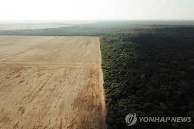 브라질 세하두 열대초원 1년새 서울 14배 면적 사라졌다