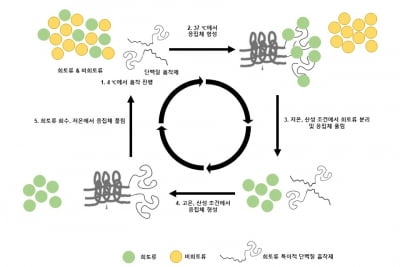 철강 찌꺼기서 희토류 80% 이상 회수…단백질 흡착제 개발