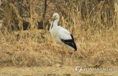 김해 화포천 습지 찾아온 황새…가락지 없어 야생 추정