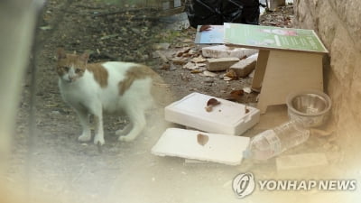 동물보호단체, 캣맘 살해 협박범 고발…"길고양이 학대 정황도"