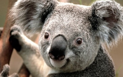호주 마스코트 코알라, 산불에 감염병까지 덮쳐 멸종위기종 지정