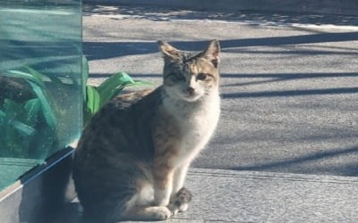 창원 고양이 '두부' 잔혹 살해 20대 긴급체포…범행 동기 묵묵부답