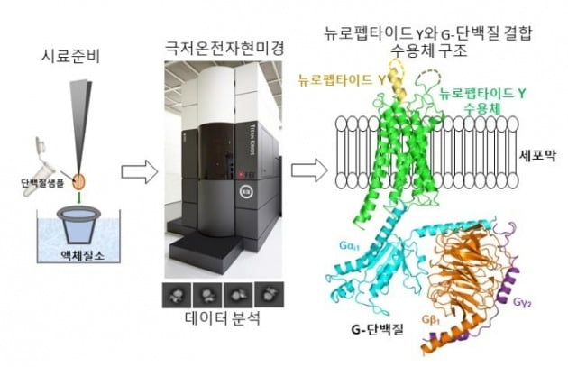 뉴로펩타이드 Y-수용체-G 단백질 복합체의 극저온전자현미경 구조. /사진=연합뉴스 