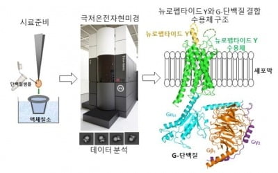 '비만 단백질 구조' 밝혀졌다…서울대 연구진, 세계 최초로 규명