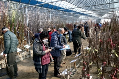 산림조합, “좋은 묘목 구하러 나무시장 오세요”