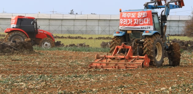 최근 양파 가격이 폭락한 가운데 24일 오전 제주 서귀포시 대정읍 동일리의 한 밭에서 농민들이 트랙터를 이용해 수확을 앞둔 양파를 갈아엎고 있다. 연합뉴스