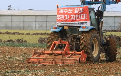 양파값 폭락에 밭 갈아엎은 농민들…정부 "3200톤 시장격리"