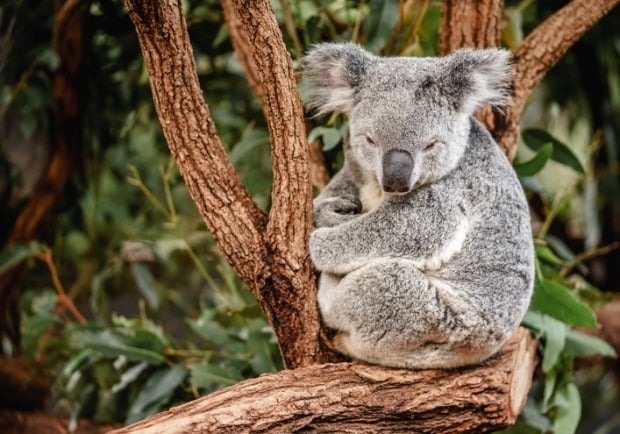 호주를 상징하는 동물인 코알라가 면역력이 떨어지는 등 생존의 위기를 맞고 있다. / 사진=게티이미지
