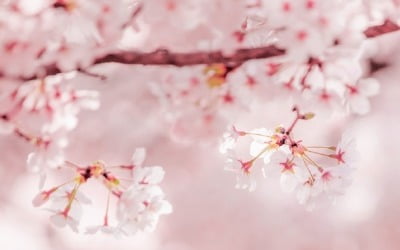 [홍성호 기자의 열려라! 우리말] '사계절'은 왜 봄에서 시작하는 것일까