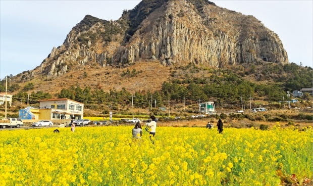 [포토] 제주는 ‘유채꽃 세상’