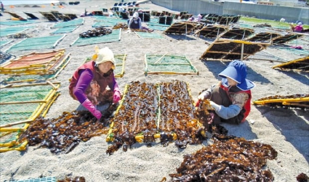 포항 창바우마을 어민들이 수확한 돌미역을 다듬고 있다. /창바우어촌체험마을 제공