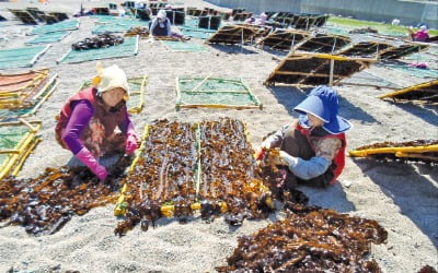 포항 어촌마을의 생존전략…스타트업 손잡고 비건사업