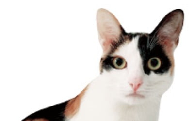 '猫'한 매력에 빠진 일본…네코노믹스 시장규모 2조엔